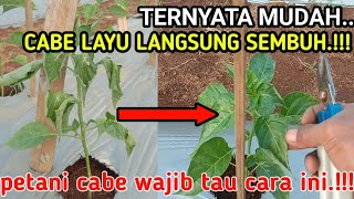 Temuan Baru.!!! Cabe Layu Seperti Ini Jangan Di Cabut Ini Caranya hidup Normal Kembali