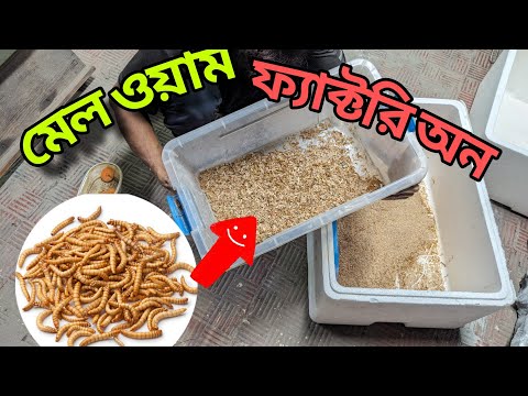 মেলোয়ার্ম পোকায় মুরগির প্রোটিন সমাধান। #arifpet #cute #insects
