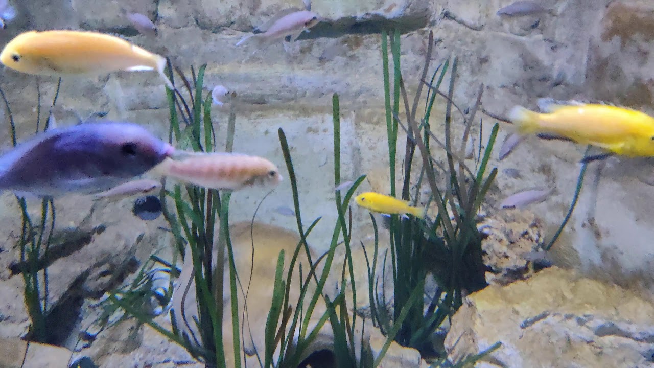 Malta Aquarium 3(4) YouTube