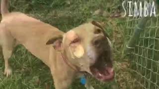 Meet Simba A Terrier American Staffordshire Currently Available For Adoption At Petango 1030