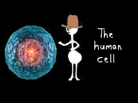 The human cell - YouTube