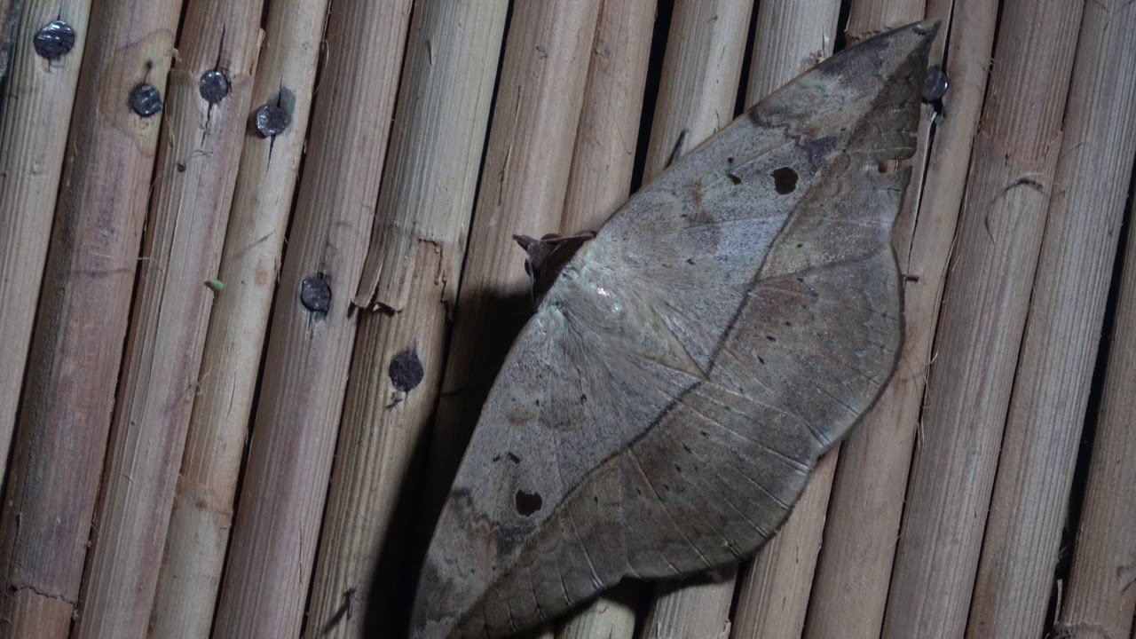 Borneo | Nighttime leaf moth
