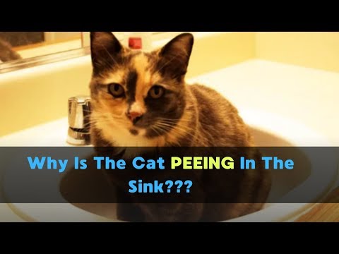 why-is-my-cat-peeing-in-the-sink?-|-cats-peeing-outside-the-litter-box-is-disgusting