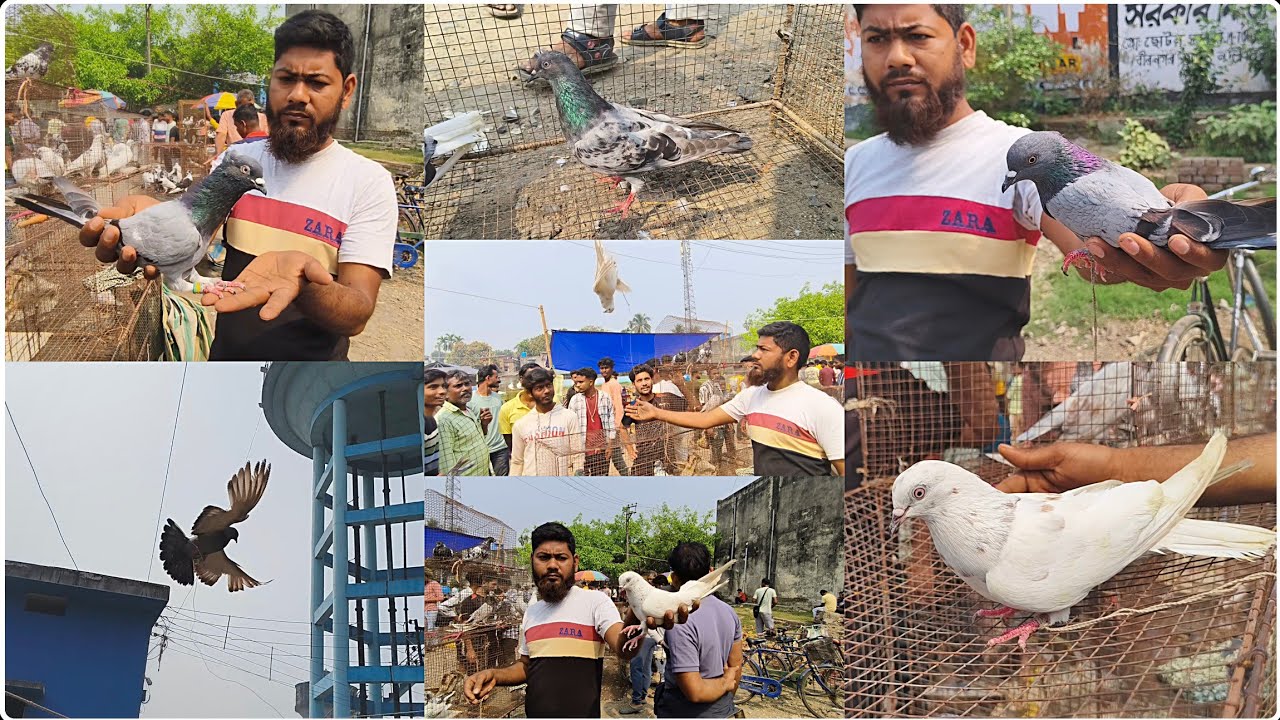 বীরনগর হাটে - হাত বাজির পায়রা 😱 | নীচে বাজি + তুরীবাজ দেখিয়ে পায়রা সেল 🔥 Birnagar Pigeon Market 😍