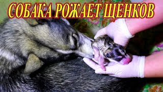 Хаски, Собака рожает щенков ✔