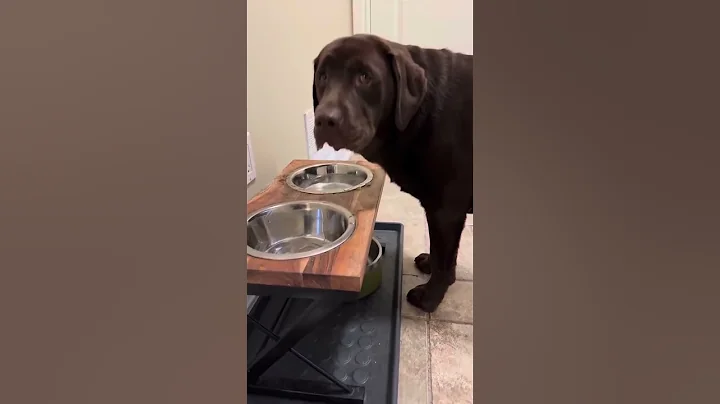 the lab millie C wWVkSSJrQ