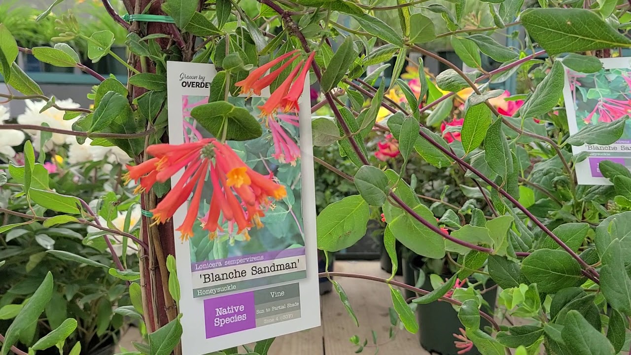 Lonicera 'Blanche Sandman' (Honeysuckle) // Outstanding NATIVE Vine