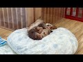 抱き合いながら眠る犬🐶💕 #shorts