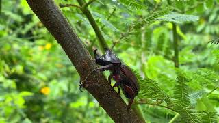Catch And Observe Rhinoceros Beetles, Beetles, Horn Beetles, Japanese Rhinoceros Beetles,Kabutomushi