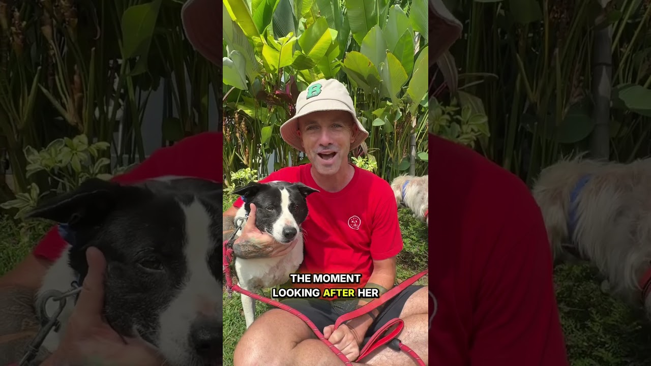 Velvet… the street dog that is just too nice 🥹