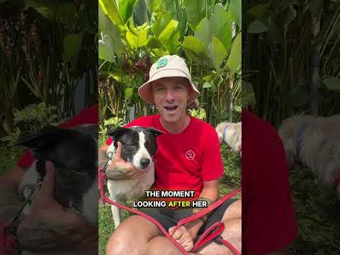 Velvet… the street dog that is just too nice 🥹