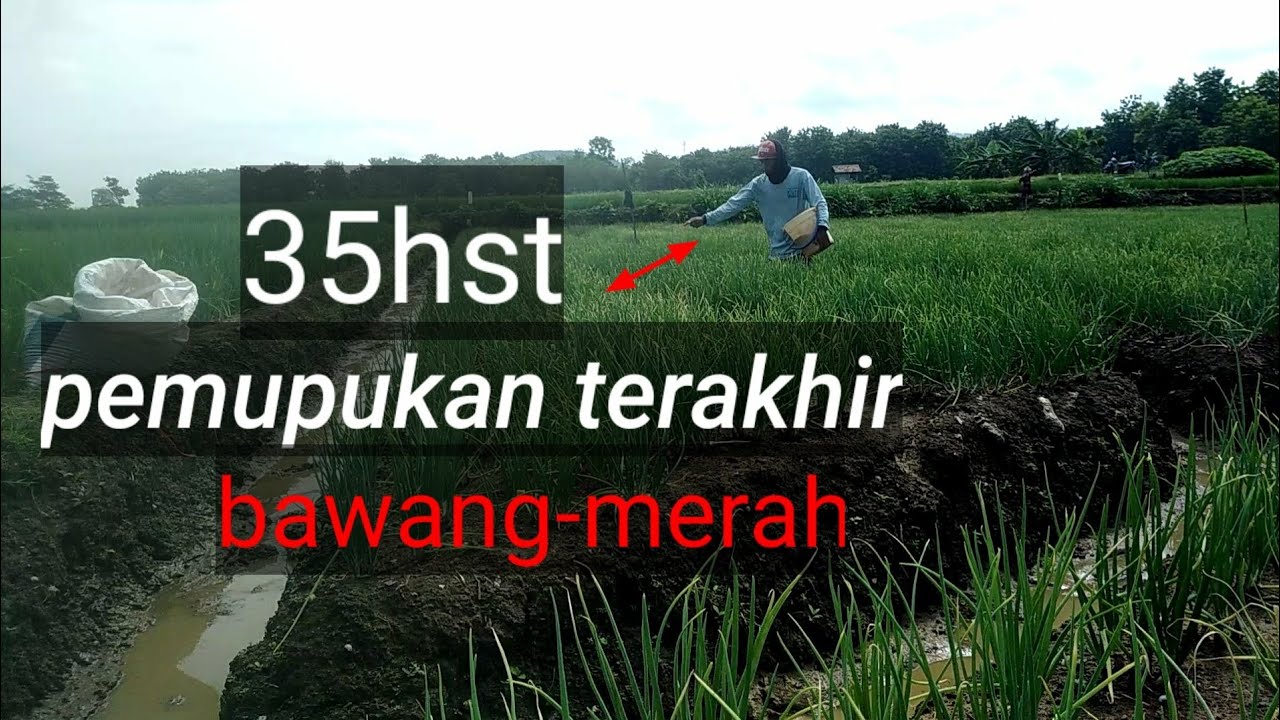 budidaya bawang-merah pemupukan 35hst //sukolilo 