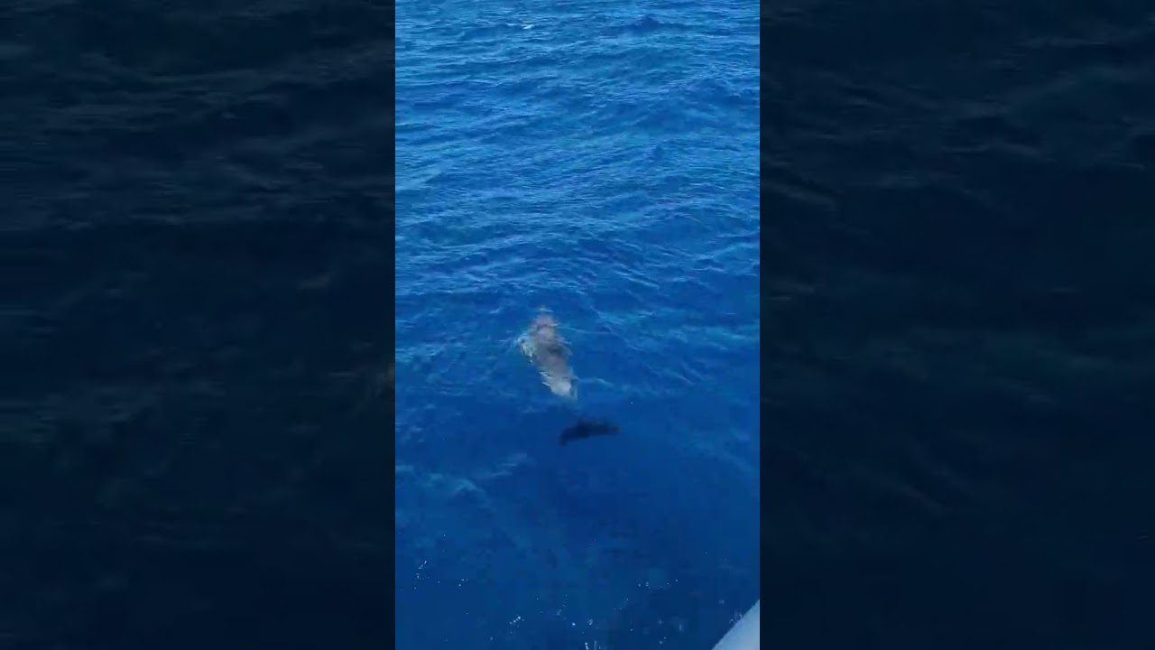 ⁣Χορεύοντας με τα δελφίνια #ιστιοπλοΐα #sailing