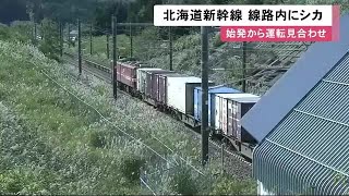 開業以来初…「シカ」線路内侵入で