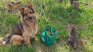 KOKOLINKA LUBI ZWIEDZAĆ OPUSZCZONE MIEJSCA - Najodważniejsza kura we wsi 