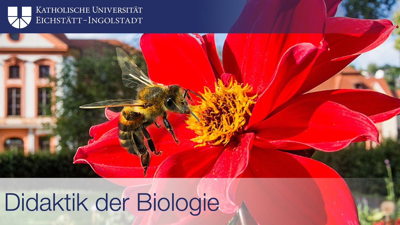 Biologie Studieren F cher Der KU Im Portr t YouTube