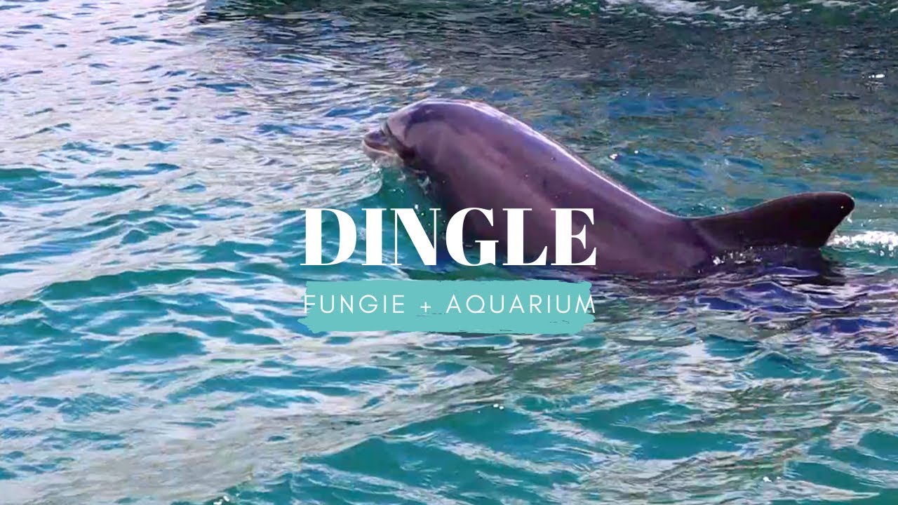 WE SAW FUNGIE THE DOLPHIN IN DINGLE