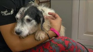 Angels of Assisi Pet of the Week:  Meet Tucker!