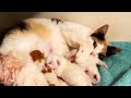 A Touching Journey: Mom Cat&#39;s Unwavering Care for a Kitten Without a Mother