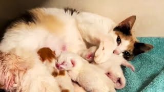 A Touching Journey: Mom Cat's Unwavering Care for a Kitten Without a Mother