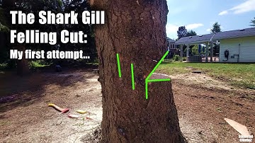 The Shark Gill felling cut, my first attempt
