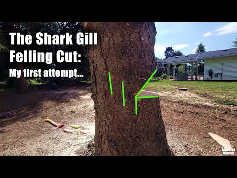The Shark Gill Tree Felling Cut Double Or Triple Your Hinge Wood