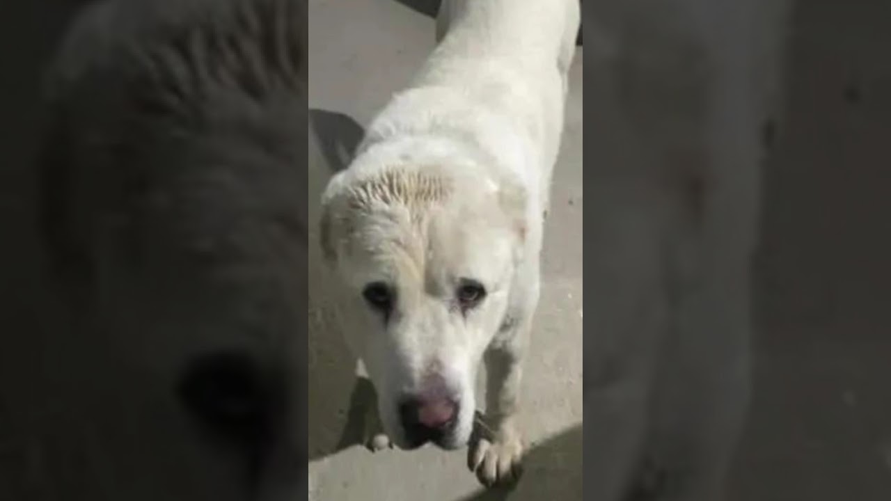 ⚡🆘⛔ АЛАБАЙ В БЕДЕ❗🙏💯🙏ПОМОГИ СПАСТИ❗ПОСТ В ОПИСАНИИ К 🎥 #dog #собака #animals #алабай #alabai #любовь