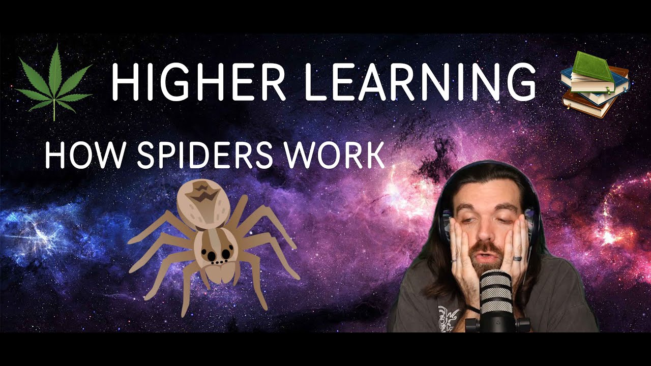 Spider Learning HOW SPIDERS WORK - HIGHER LEARNING - YouTube