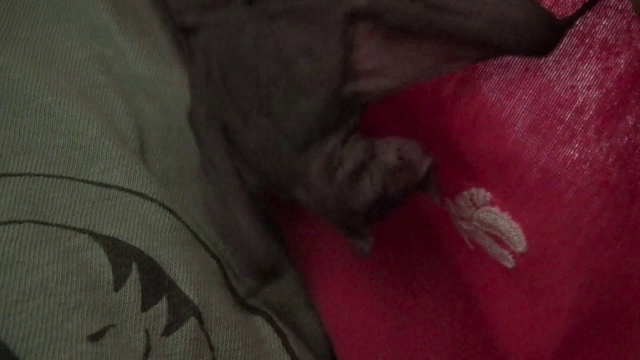 Pocket the bat holds on