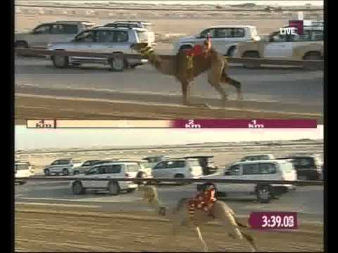 الراشديه ملك هادي بن سعيد بن مصلح الحبابي سباق سمو الأمير حقايق بكار ش5 صباحي 139 ت