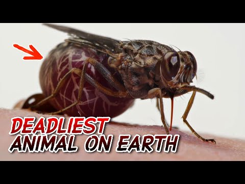 DEADLIEST ANIMAL ON EARTH | PINAKA MAPANGANIB NA HAYOP SA BUONG MUNDO | iJUAN TV