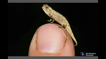 Meet the newly discovered world