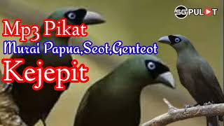 Suara Pikat Burung Murai Papua,Seot,Genteot Ribut Kejepit Paling Ampuh