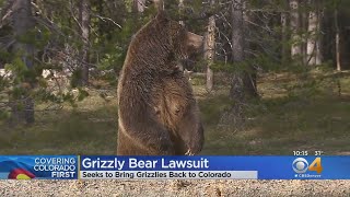 Grizzly Bear Protections In Colorado, 6 Other States To Be Reviewed