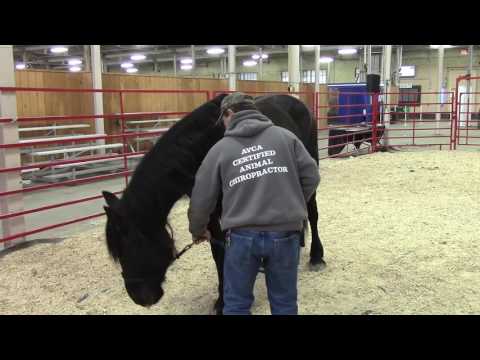 Horse Exercises-How to develop your Horses Butt (Exercise #1)