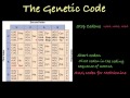 Decoding the Genetic Language: From mRNA to Protein Synthesis