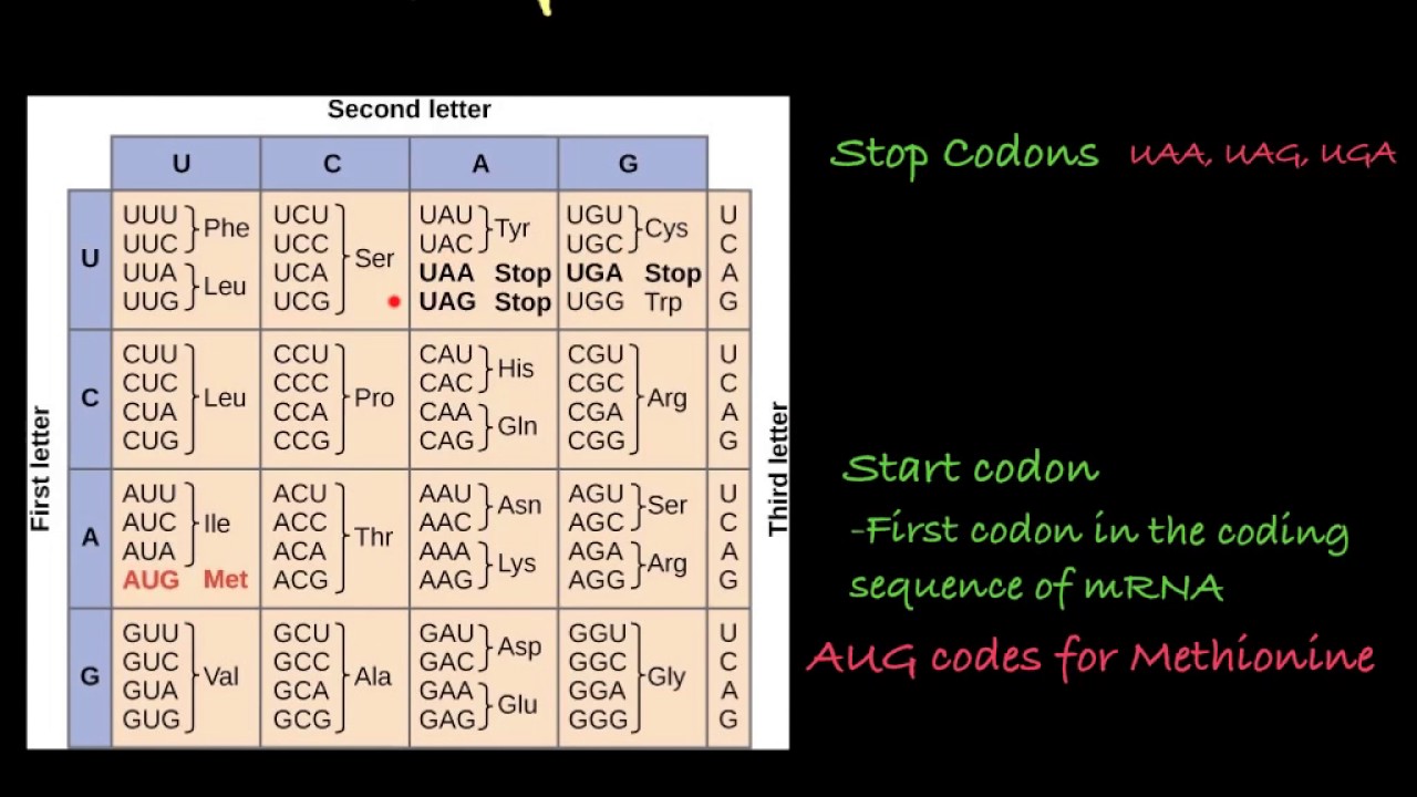 Standard Genetic Code Chart