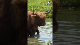 Tahukah kamu.?? Fakta menarik banteng yang harus kamu tahu