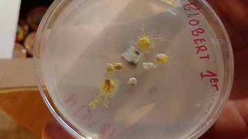 Pétri express, et transfert de Blob. J+3 - Blob 4