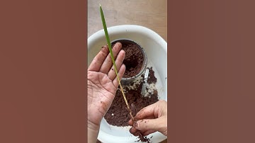 How to grow date palm from seed 🌴🏝️ #plantstoriesbypoojaaparajita #dates #date #datepalm