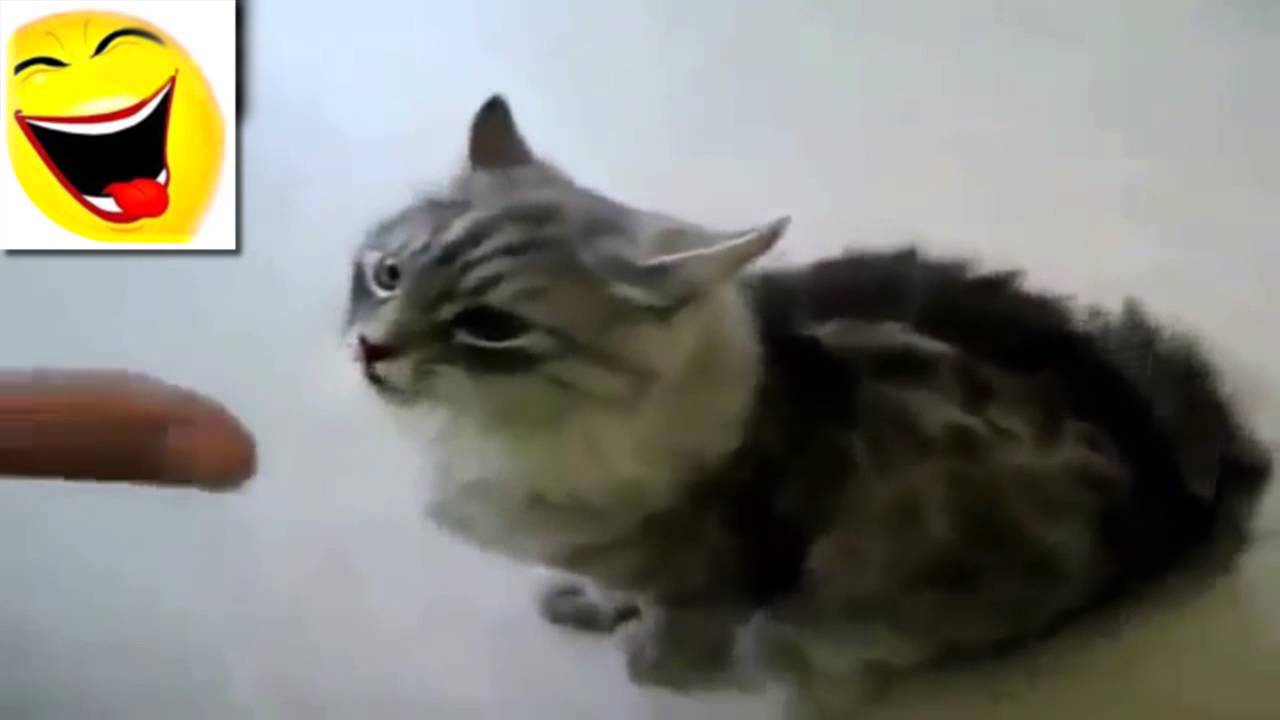 Funny Animals Acting Like Humans Funny Animals Acting Like Humans
