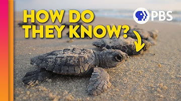 How Baby Sea Turtles Find Their Way Home