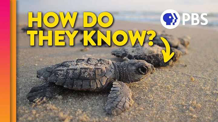 How Baby Sea Turtles Find Their Way Home - DayDayNews