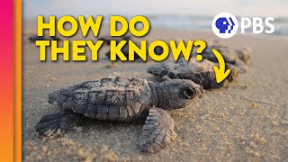 How Baby Sea Turtles Find Their Way Home How Baby Sea Turtles Find Their Way Home