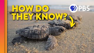 How Baby Turtles Find Their Way Home