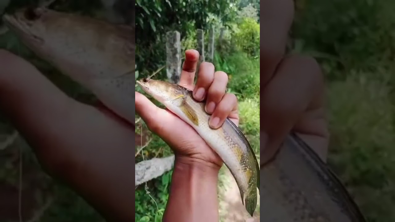 Live snakehead fishing…!!