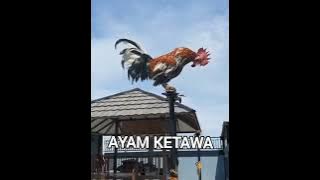 VIRAL AYAM KETAWA