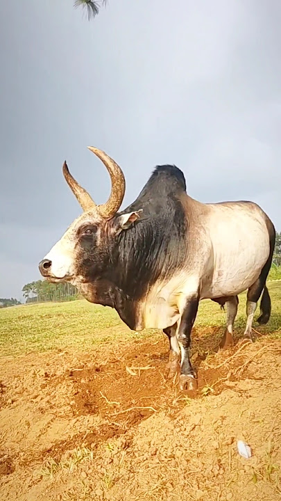 Pagla guro 🔥🐂#cow #animals #shorts #viralvideo #foryou #2024