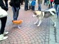 Malamute Puppy meets Helium Cat