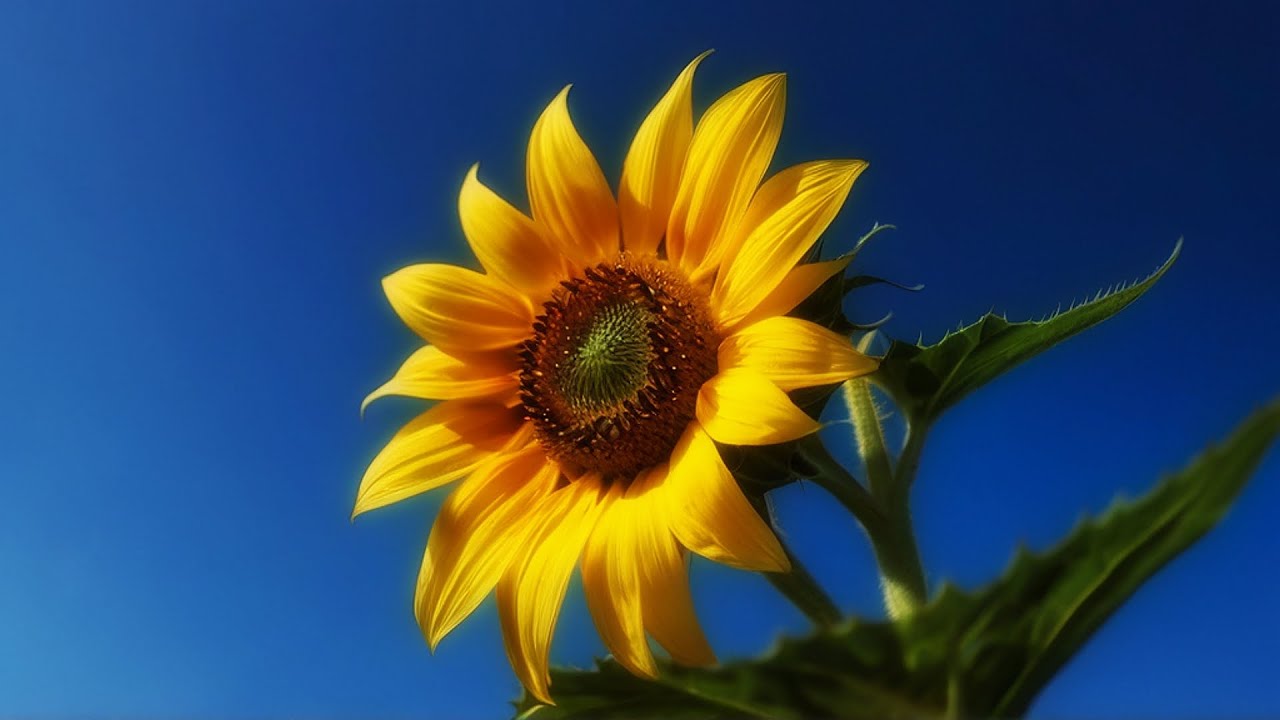 Non si va in cielo - YouTube
